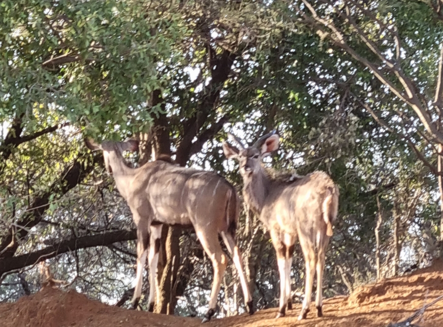 3 Bedroom Property for Sale in Koster North West